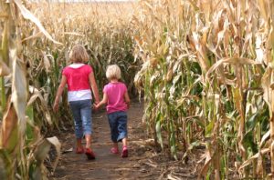 corn maze safety