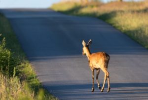 deer accidents