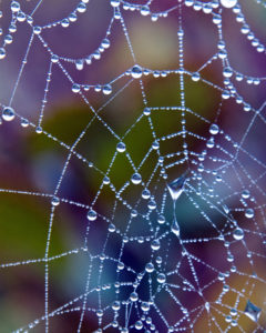 Spider Web