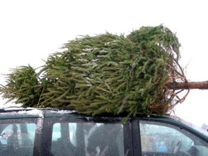 How to safely transport a Christmas tree on a car