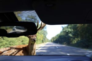 Deer Accident