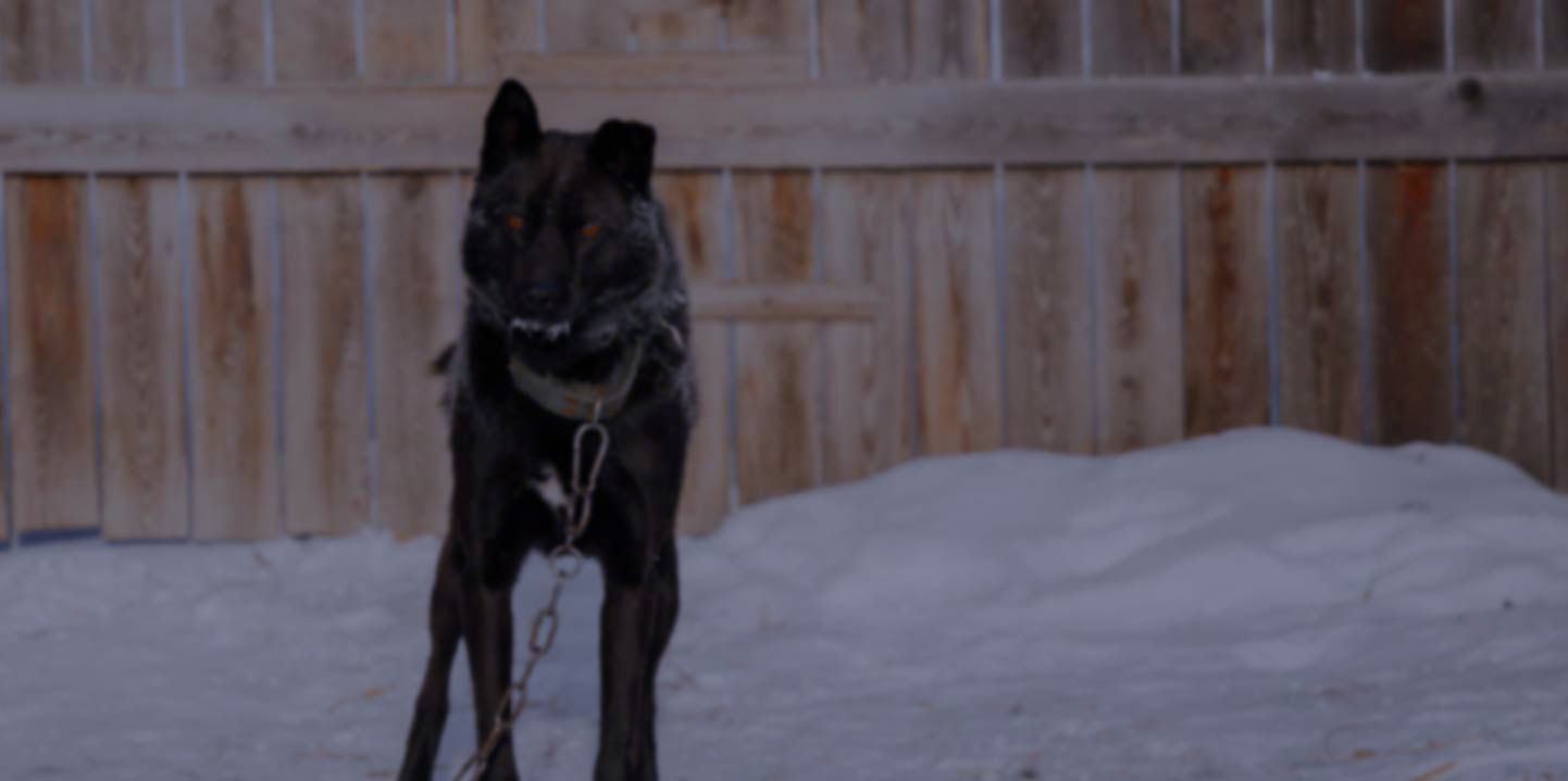 dog chained up