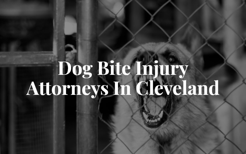 Cleveland Dog Bite Lawyer