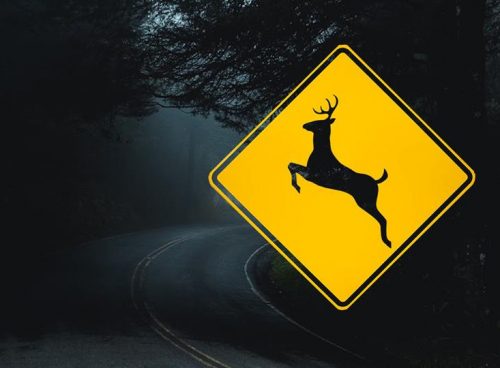 deer crossing