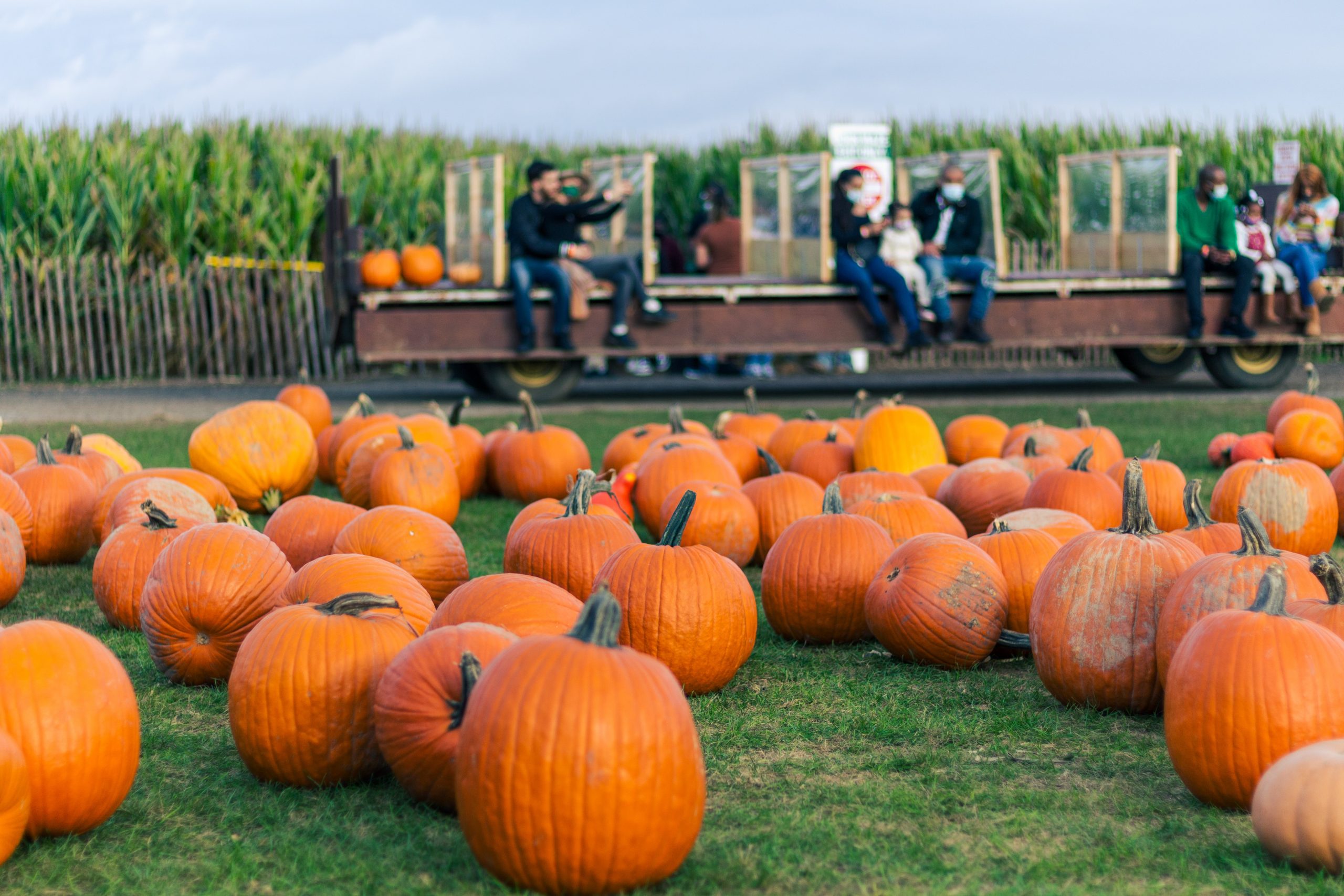 Ohio Pumpkin Patches to Visit this Fall