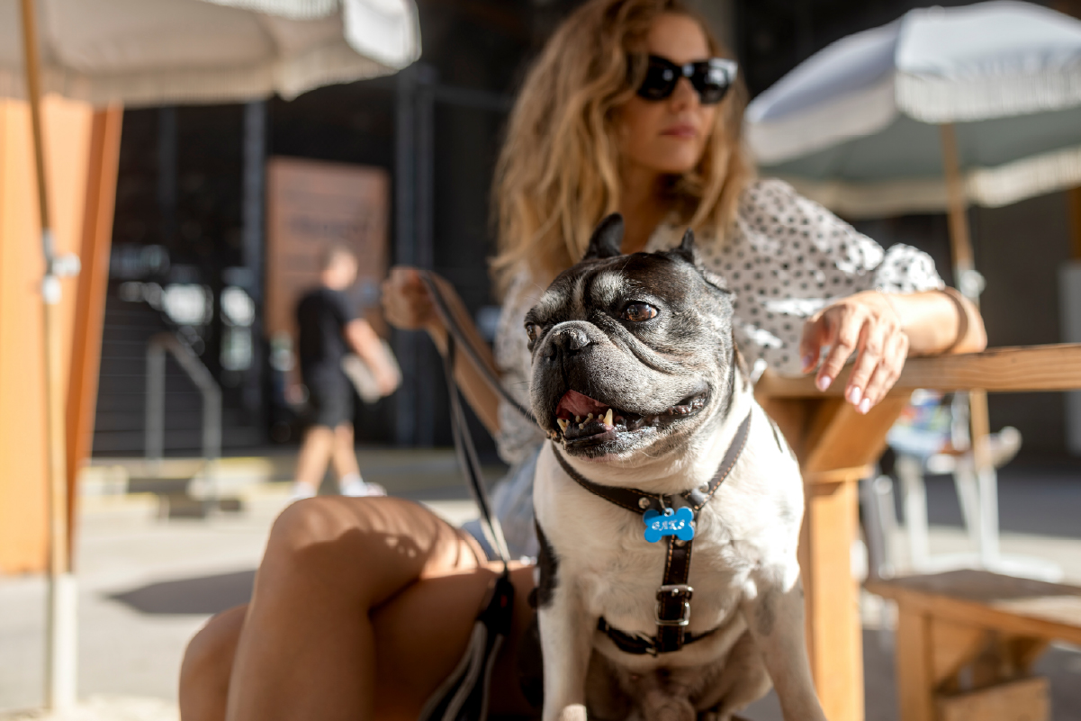 Dog on a leash sitting next to owner at outdoor patio during summer